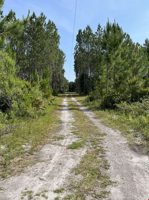 Taylor County Timber Hunting & Homesite