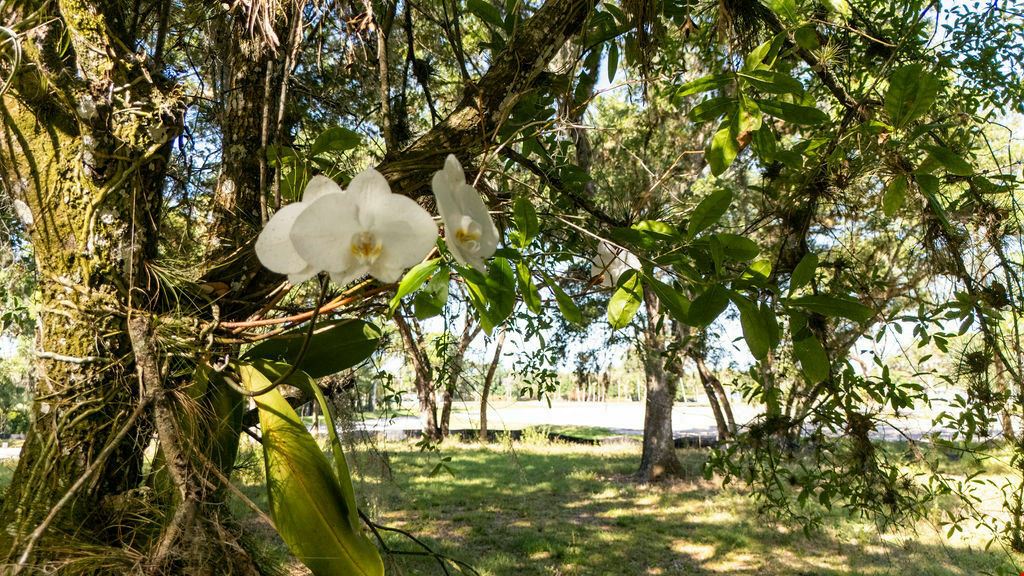Pine View Orchid Haven