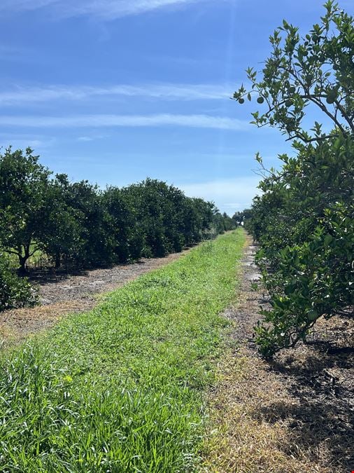 Sweetwater Citrus Grove