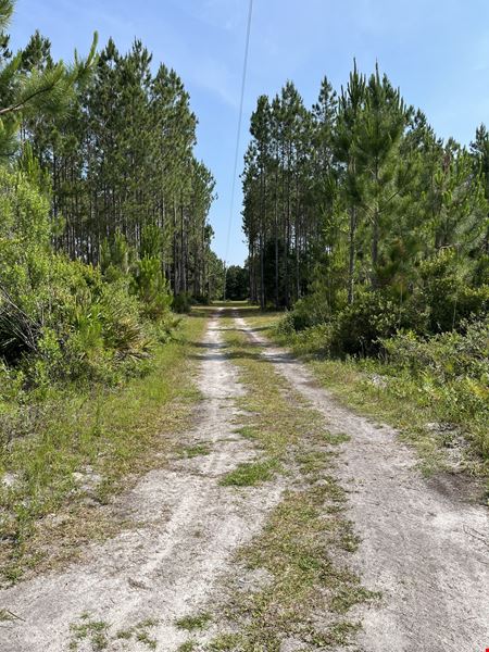 A look at Taylor County Timber Hunting & Homesite commercial space in Perry