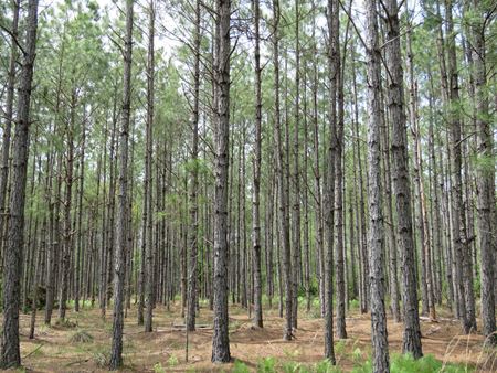 A look at Waccasassa Flatwoods Tract commercial space in Chiefland